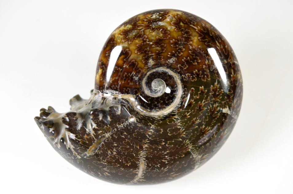 Ammonite Puzosia 8.71cm | Image 1