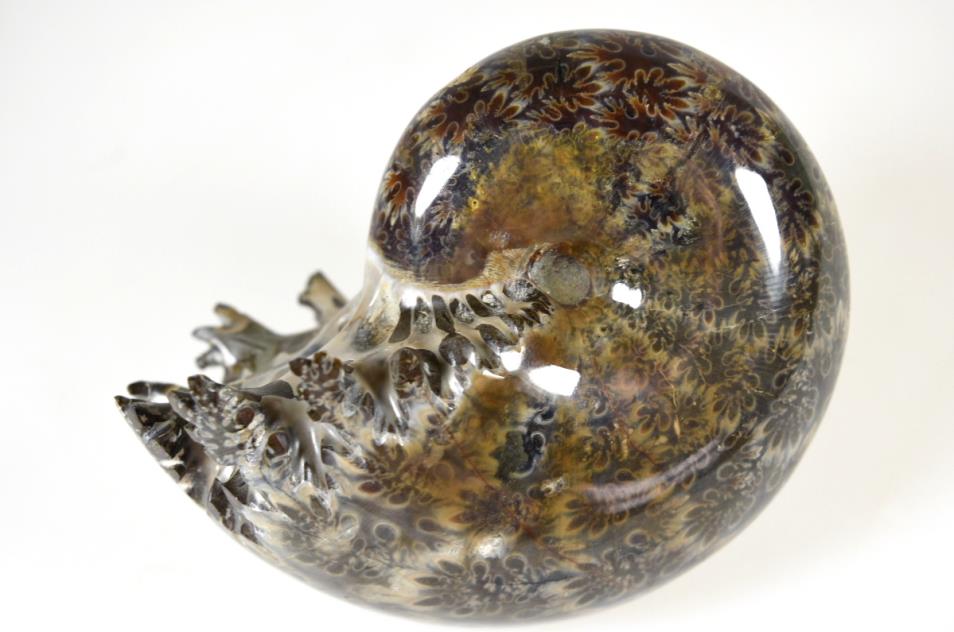 Ammonite Phylloceras 9cm | Image 1