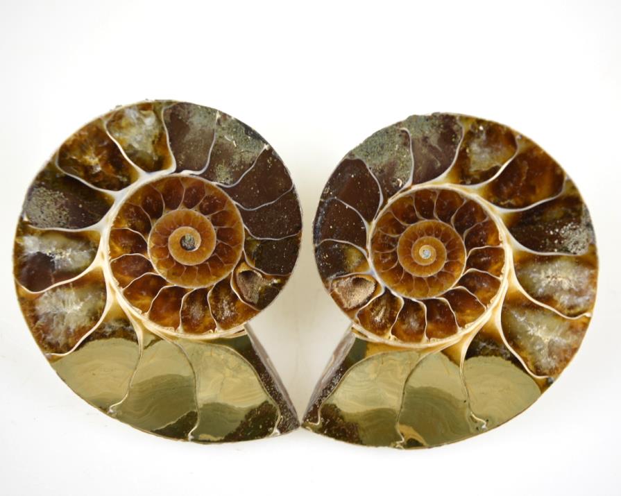 Ammonite Pair 6.6cm | Image 1