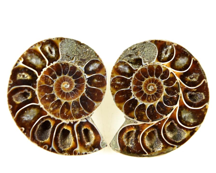Ammonite Pair 5.1cm | Image 1