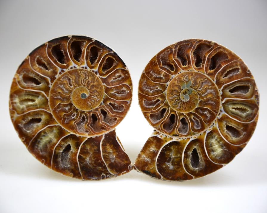 Ammonite Pair 6.2cm | Image 1