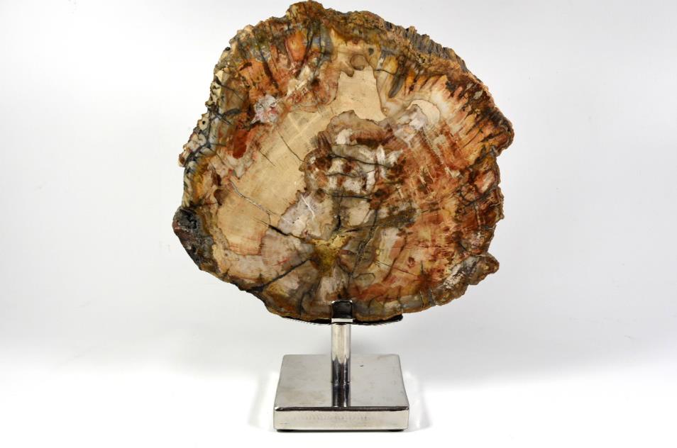 Mounted Fossilised Wood Slice 25.5cm | Image 1