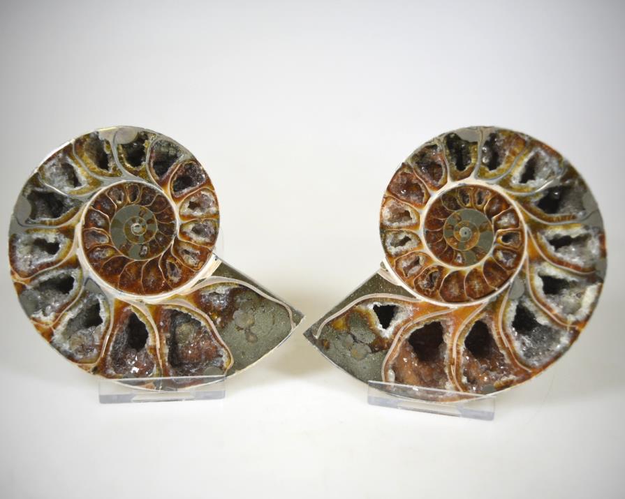 Ammonite Pair 10.2cm | Image 1