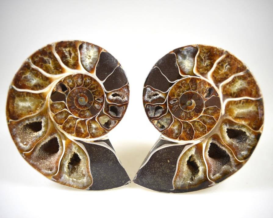 Ammonite Pair 10.7cm | Image 1