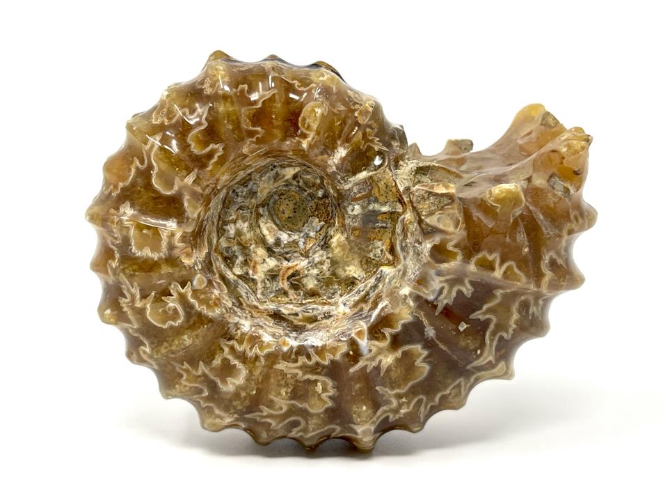 Ammonite Douvilleiceras 7.8cm | Image 1