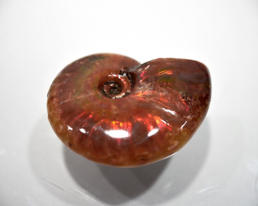 Ammonite red Iridescent 5.21cm | Image 1