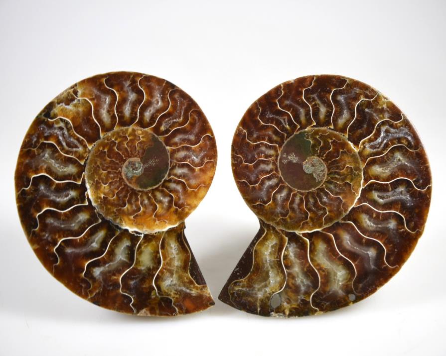 Ammonite Pair 9.8cm | Image 1
