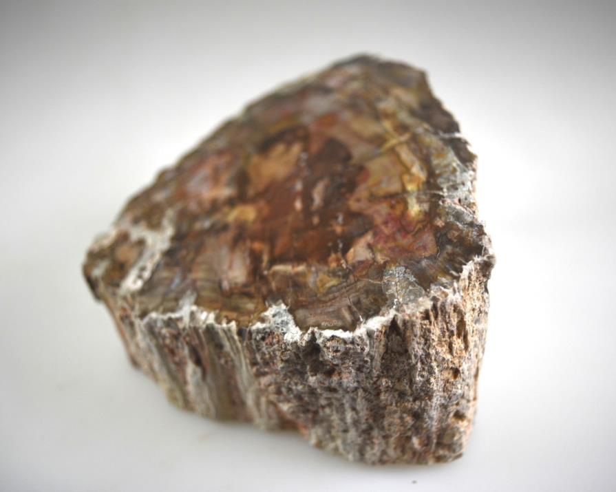 Fossilised Wood Branch bevel cut 10.4cm | Image 1