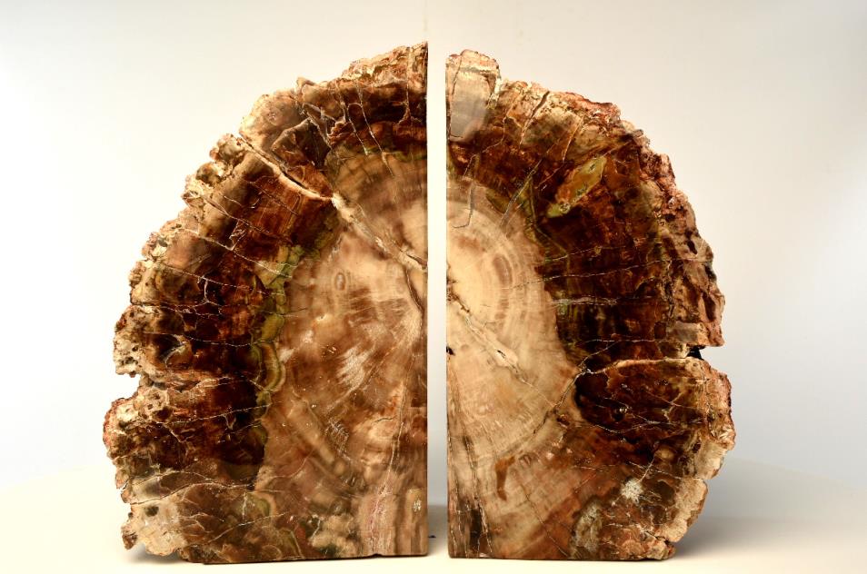 Fossil Wood Book Ends 26cm | Image 1