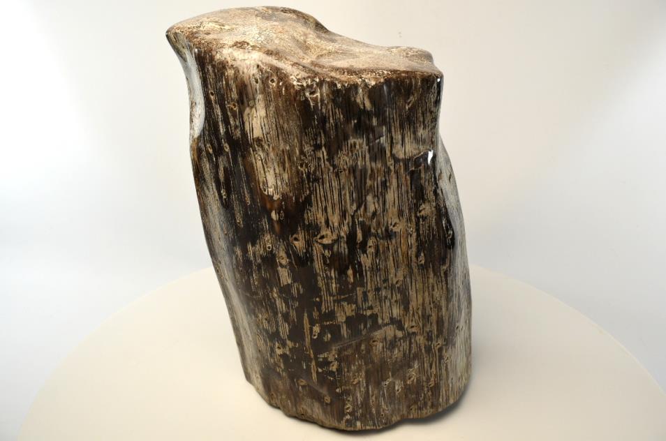 Agatized Fossil Wood 34.5cm | Image 1