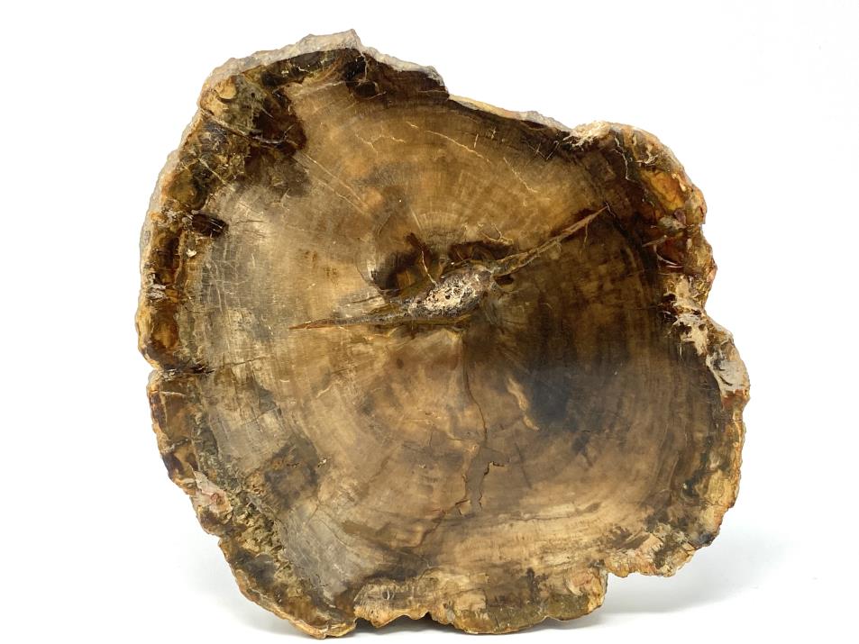 Fossilised Wood Branch End 19cm | Image 1