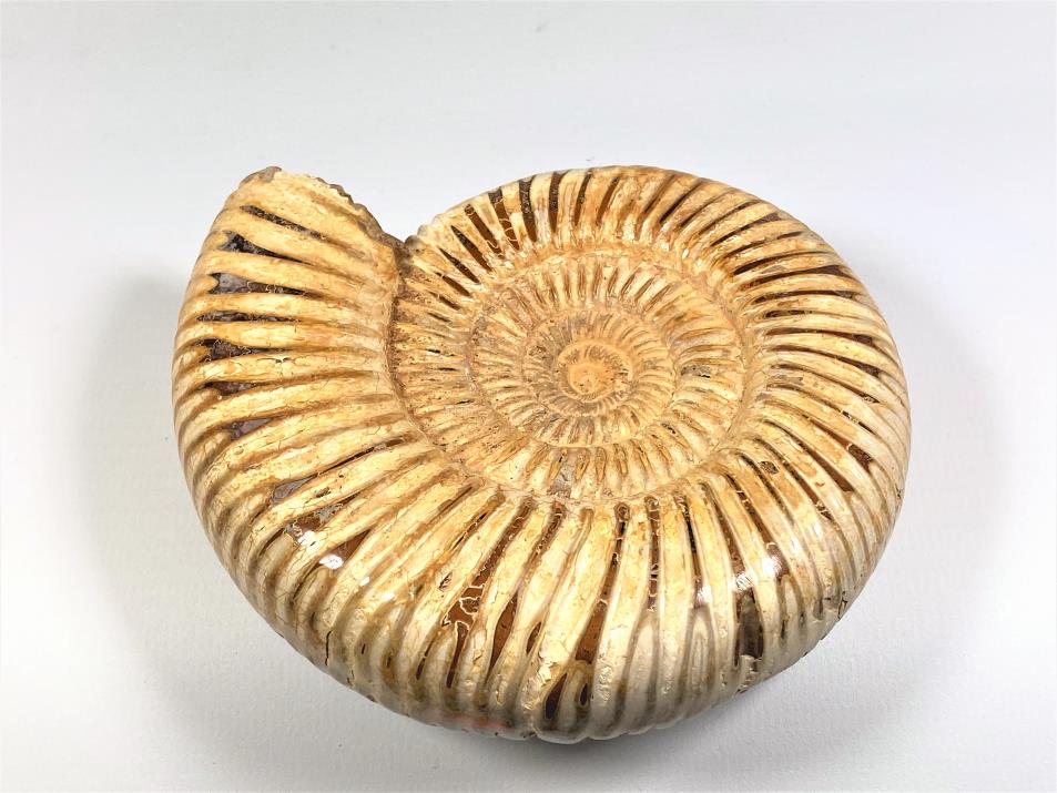 Ammonite Perisphinctes 11.4cm | Image 1