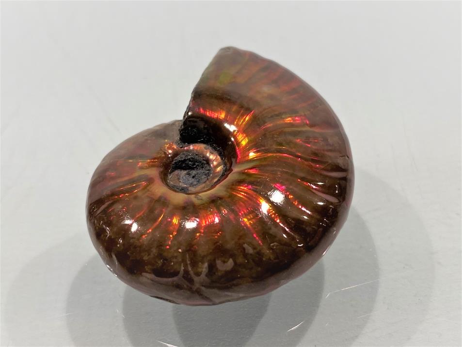 Ammonite Red Iridescent 4cm | Image 1