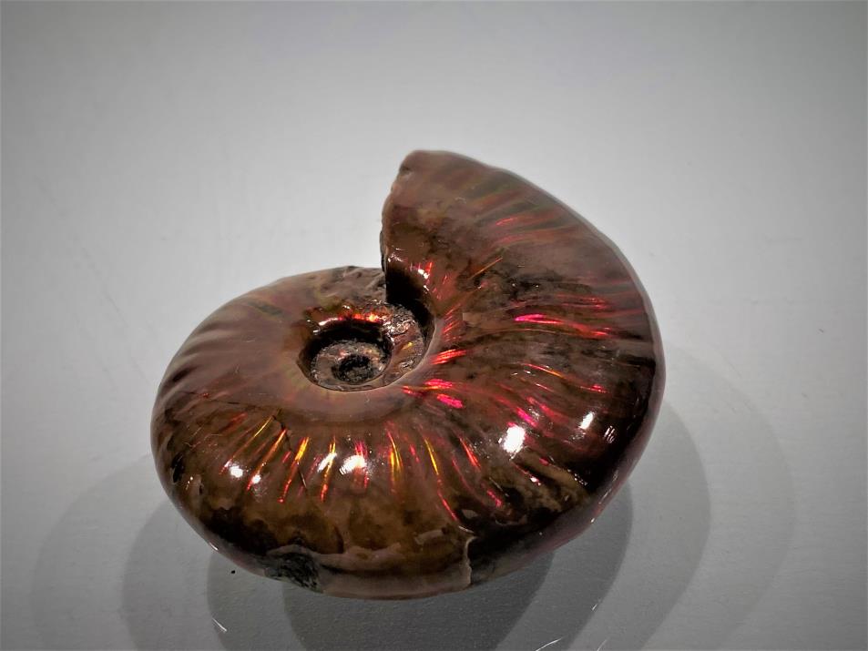 Ammonite Red Iridescent 5cm | Image 1