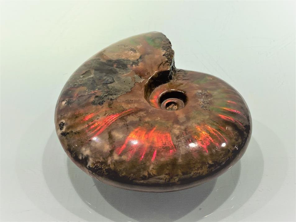 Ammonite Red Iridescent 10.1cm | Image 1