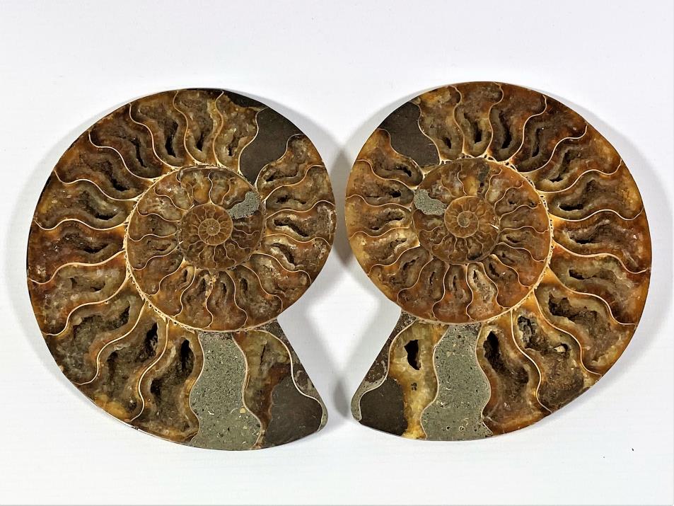 Ammonite Pair 16.1cm | Image 1