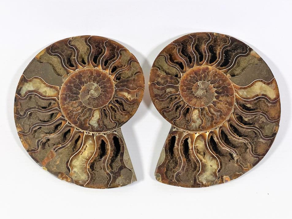 Ammonite Pair 15.5cm | Image 1