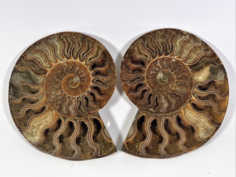 Ammonite Pair 15.8cm | Image 1