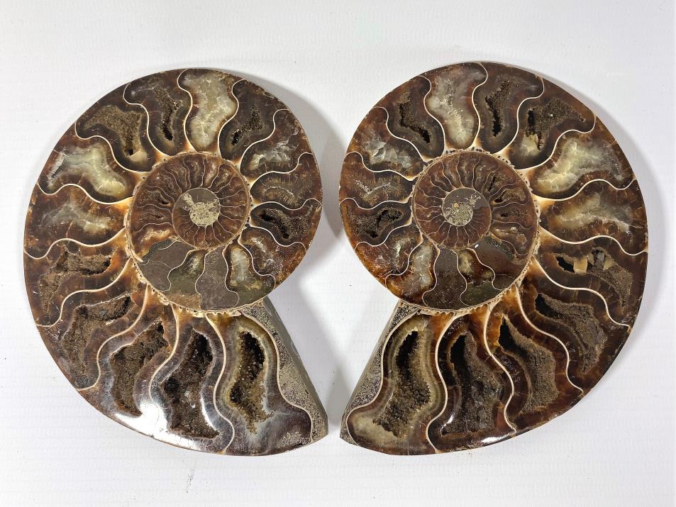 Ammonite Pair 12.5cm | Image 1