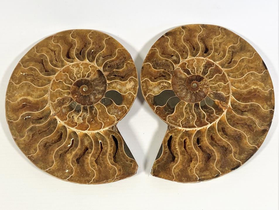 Ammonite Pair 15.1cm | Image 1