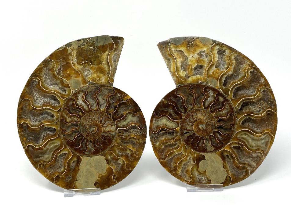Ammonite Pair Large 18.4cm | Image 1
