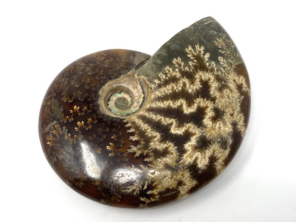 Ammonite Cleoniceras 9.2cm | Image 1