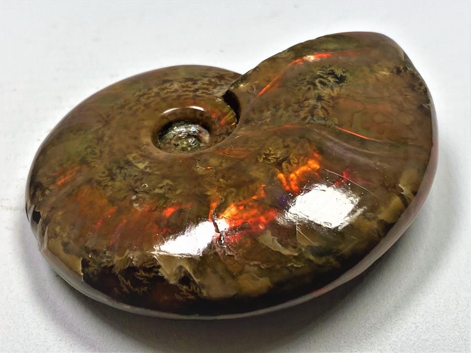 Ammonite Red Iridescent 6.3cm | Image 1