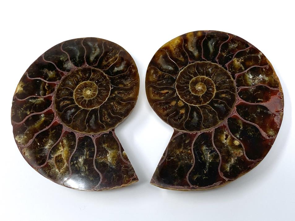 Ammonite Pair 7.1cm  | Image 1