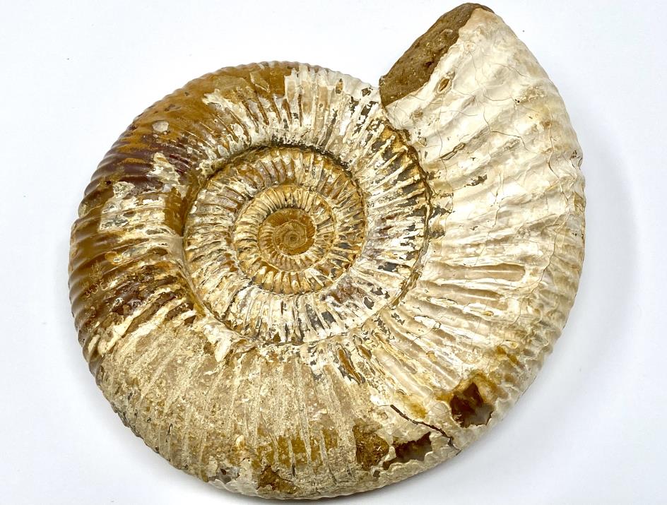Ammonite Perisphinctes 18cm | Image 1