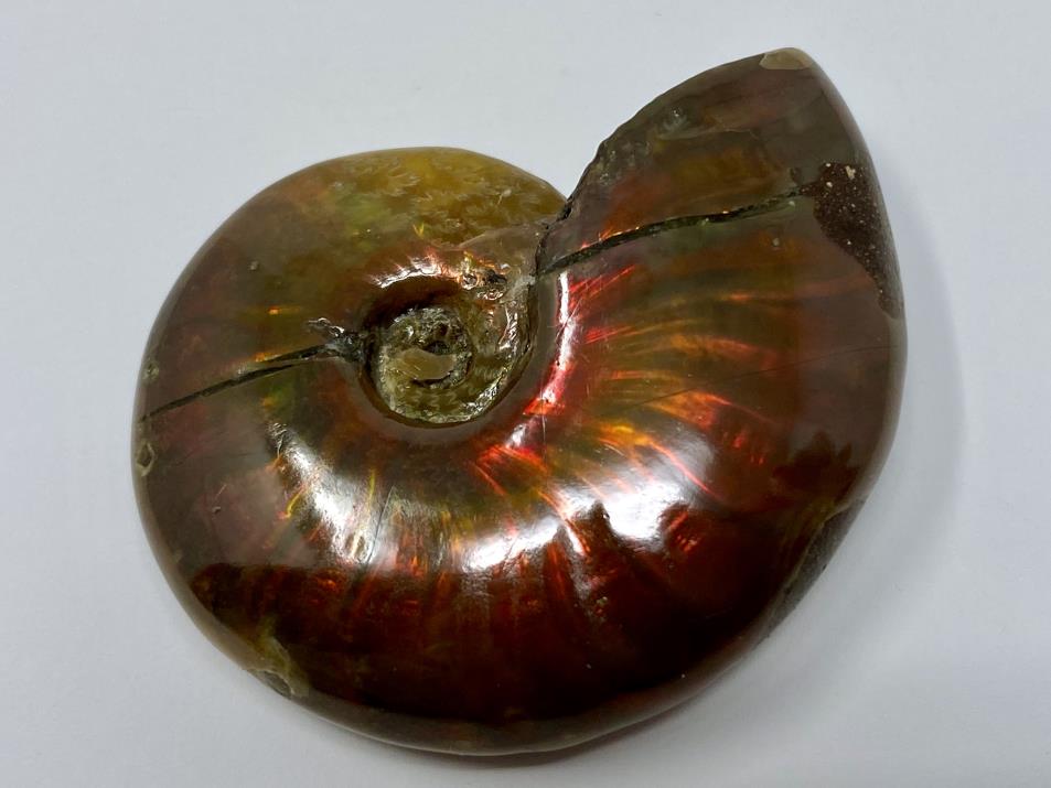 Ammonite Red Iridescent 4.3cm | Image 1