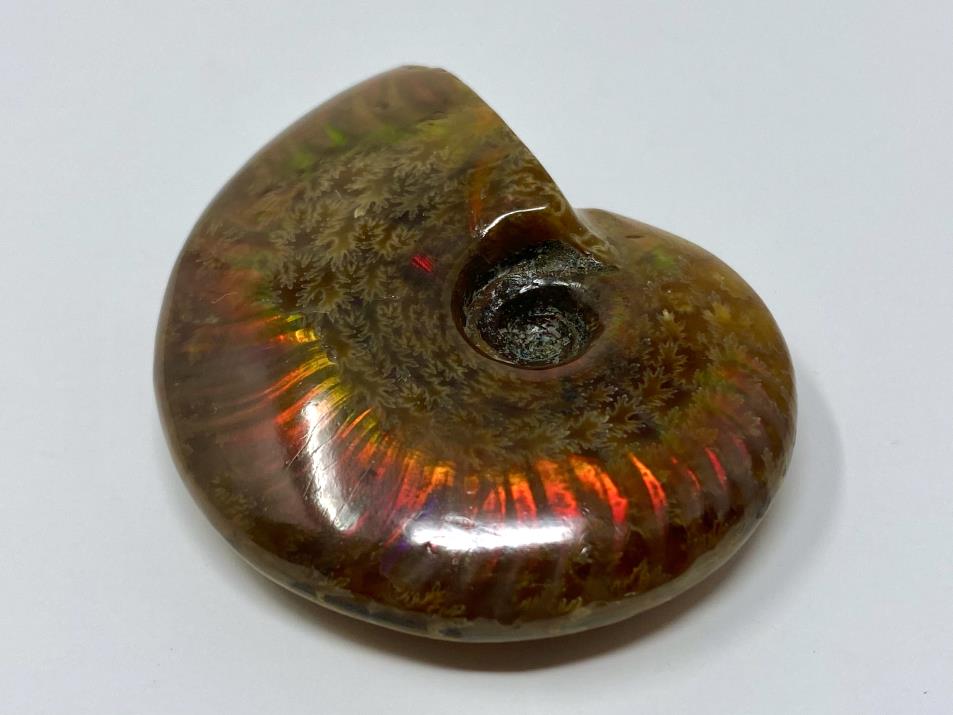 Ammonite Red Iridescent 5.4cm | Image 1