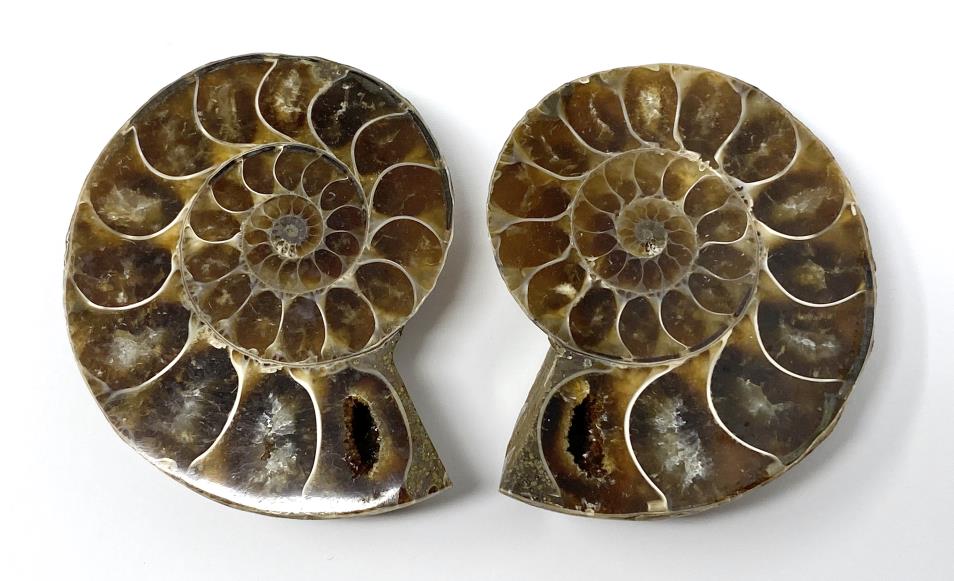 Ammonite Pair 5.1cm | Image 1