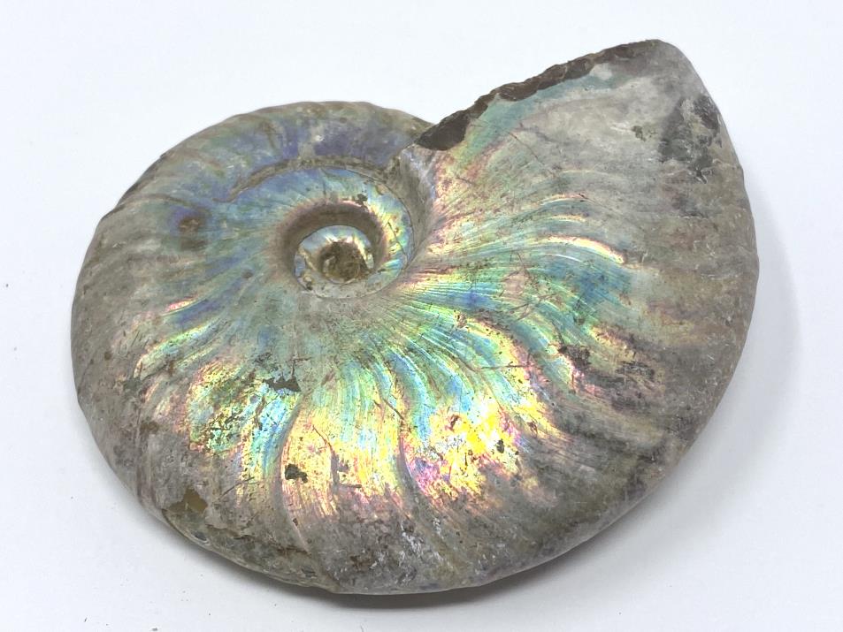 Ammonite Cleoniceras 8.7cm | Image 1