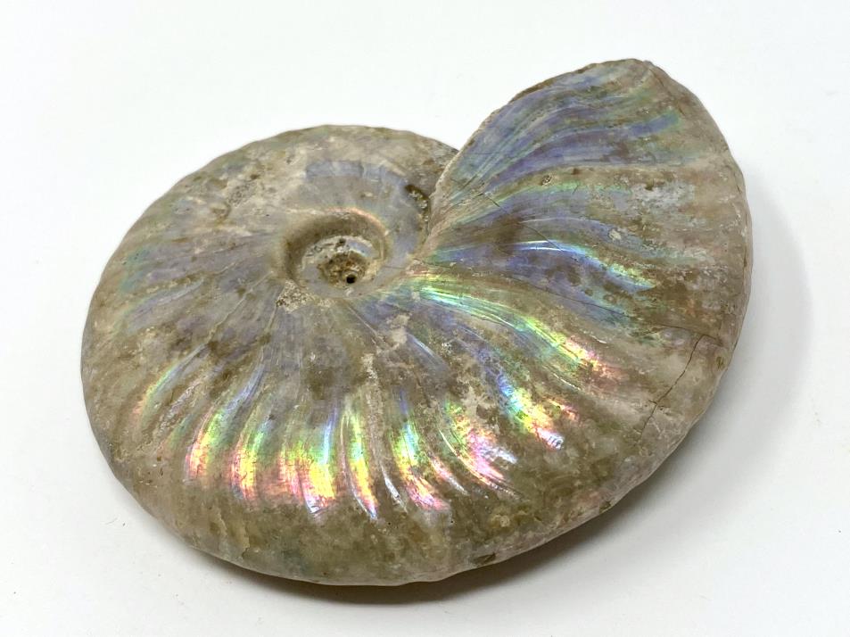 Ammonite Cleoniceras 7.3cm | Image 1