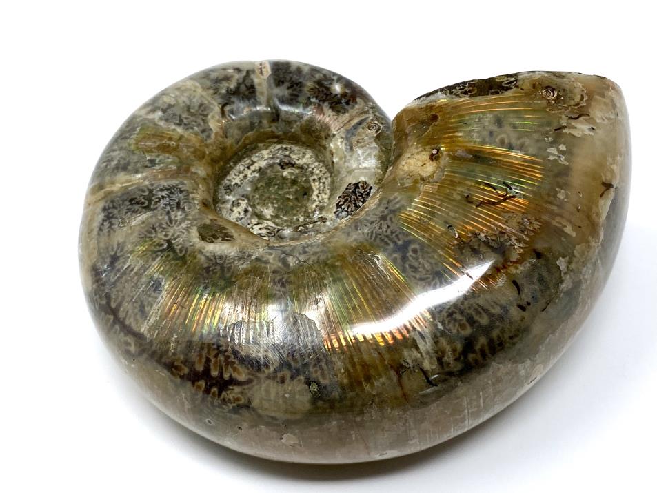Ammonite Lytoceras 9.2cm | Image 1