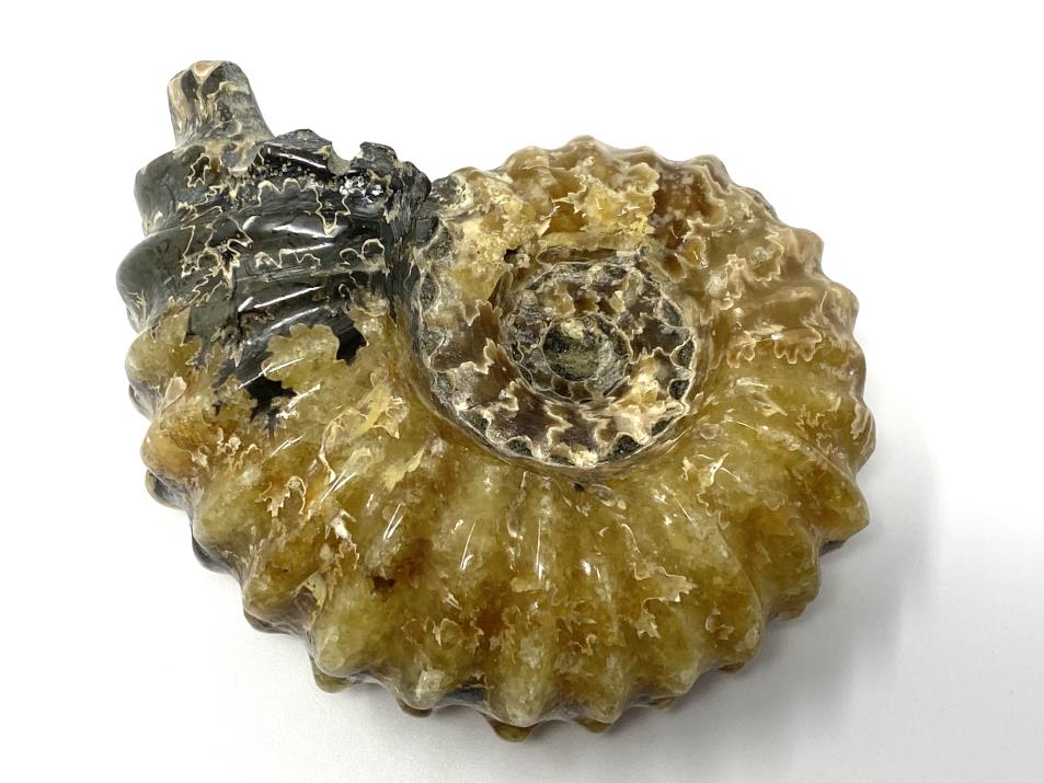 Ammonite Douvilleiceras 7.9cm | Image 1
