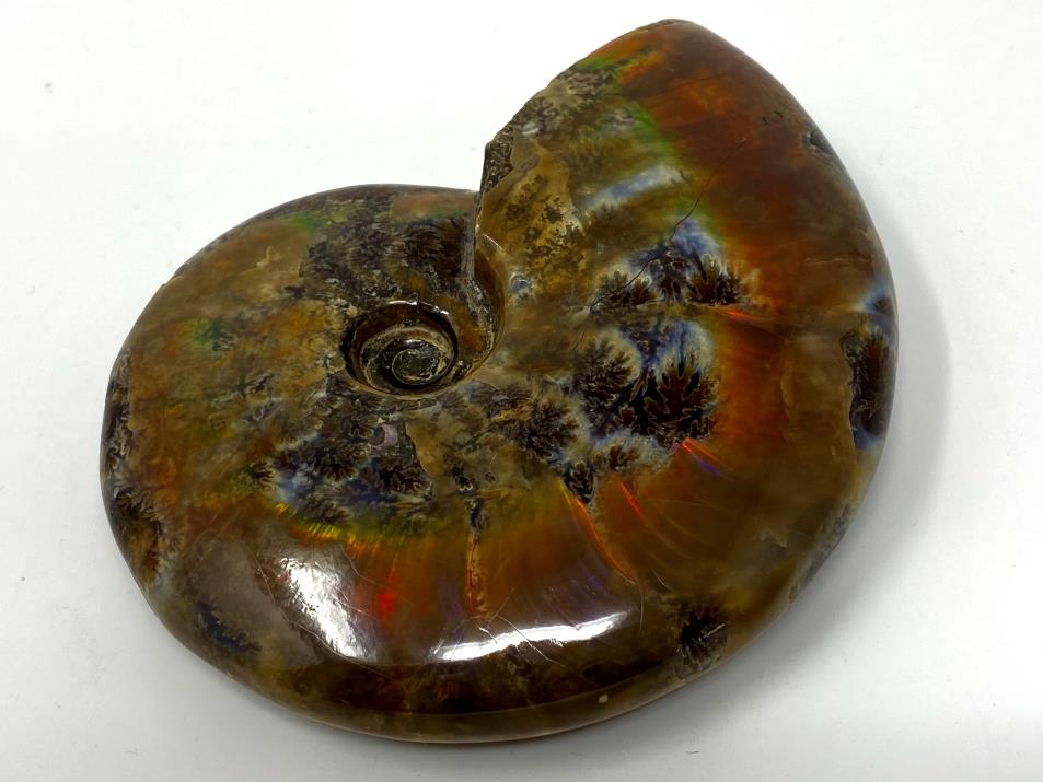 Ammonite Red Iridescent 11.5cm | Image 1