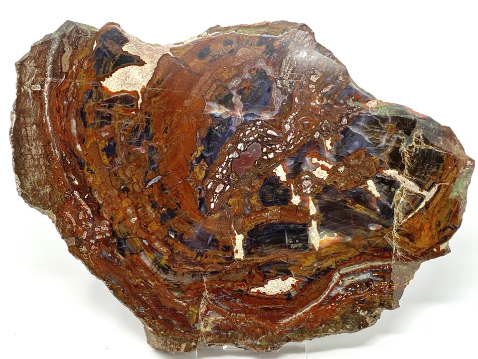 Fossilised Wood Slice 32cm | Image 1