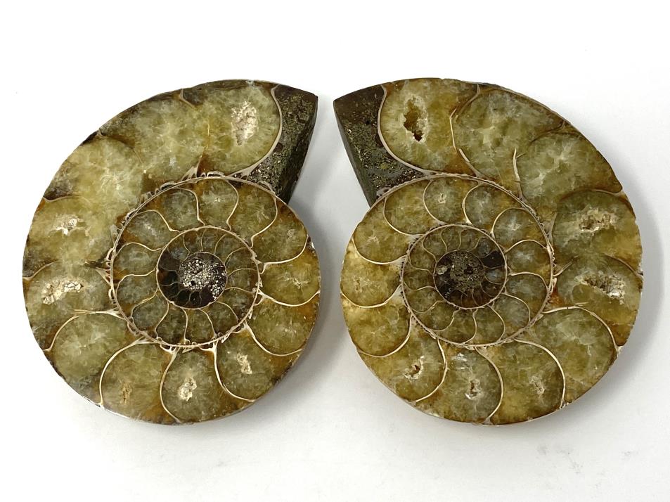 Ammonite Pair 7.8cm | Image 1
