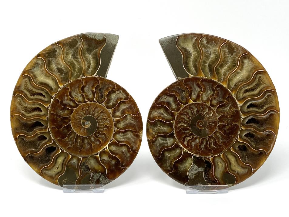 Ammonite Pair Large 16.5cm | Image 1