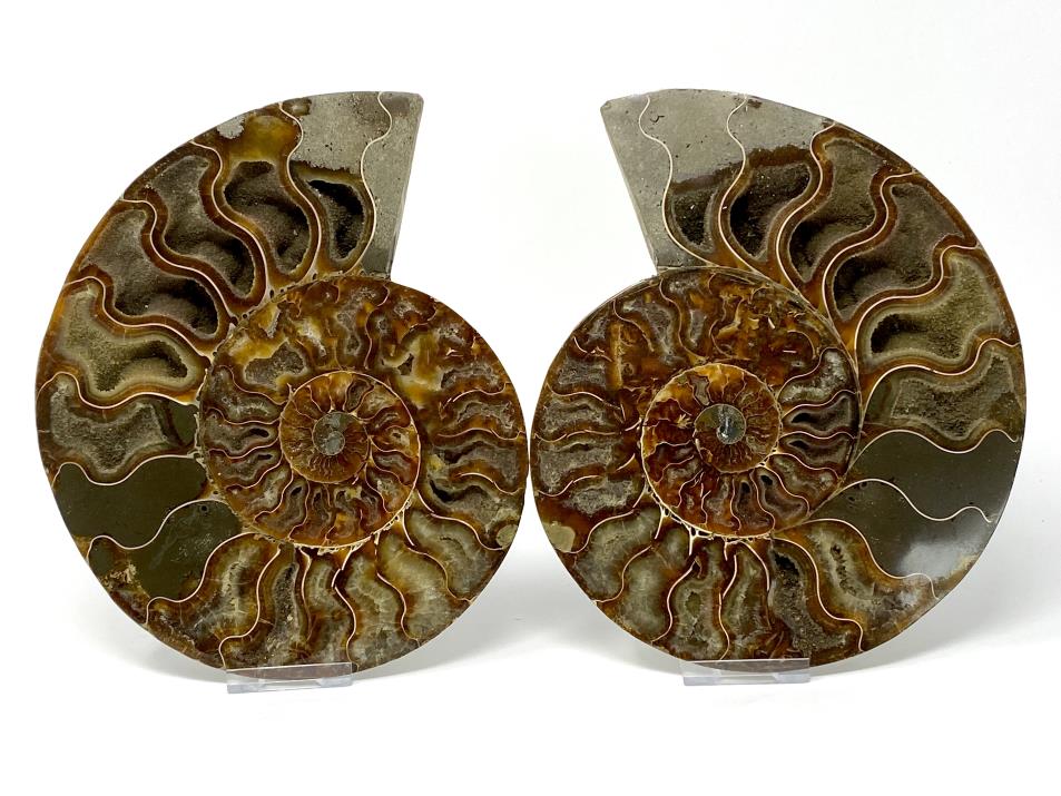 Ammonite Pair Large 20.2cm | Image 1
