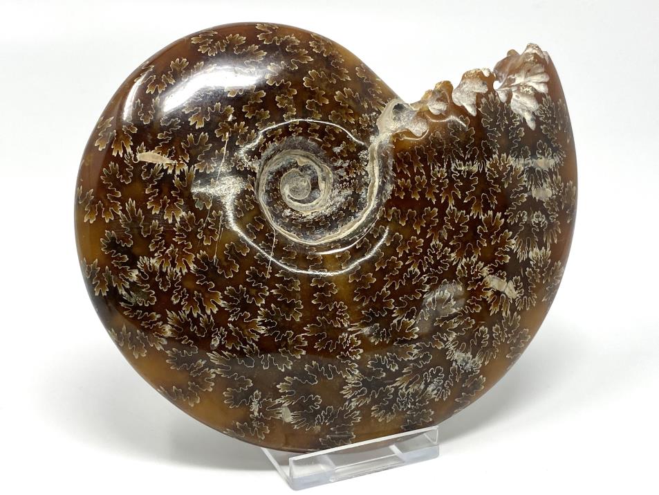 Cleoniceras Ammonite Large 14.2cm | Image 1