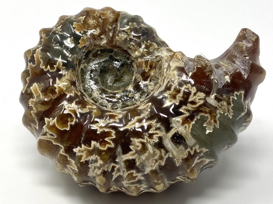 Ammonite Douvilleiceras 8.5cm | Image 1