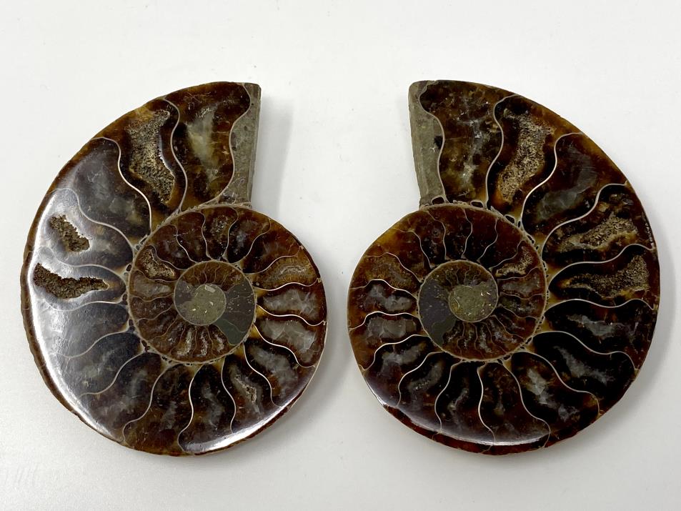 Ammonite Pair 7.4cm | Image 1
