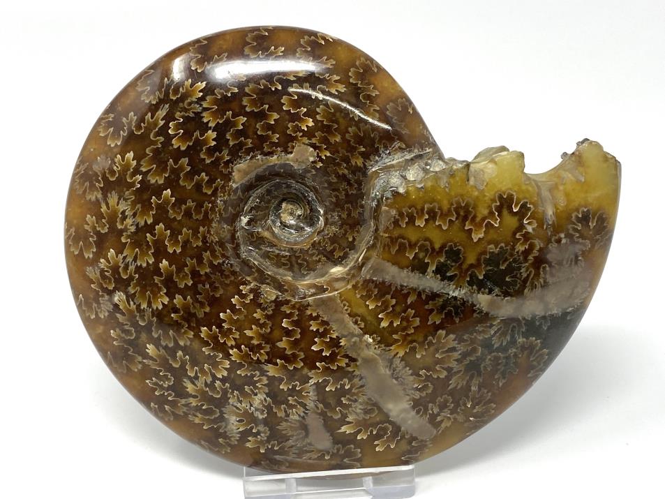 Ammonite Cleoniceras 12.7cm | Image 1