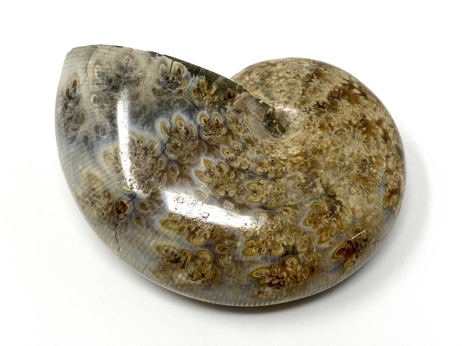 Ammonite Phylloceras 6.8cm | Image 1