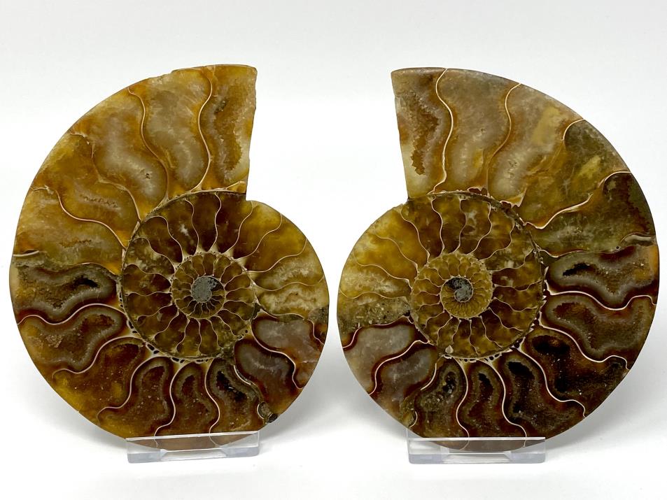 Ammonite Pair 11.9cm  | Image 1