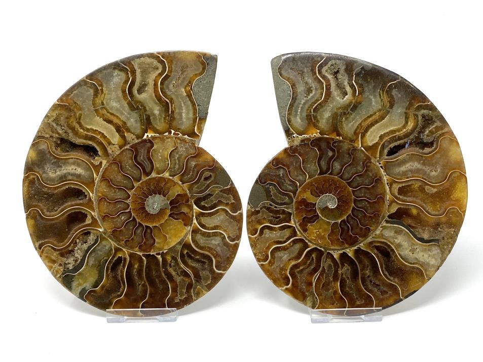 Ammonite Pair Large 16cm | Image 1