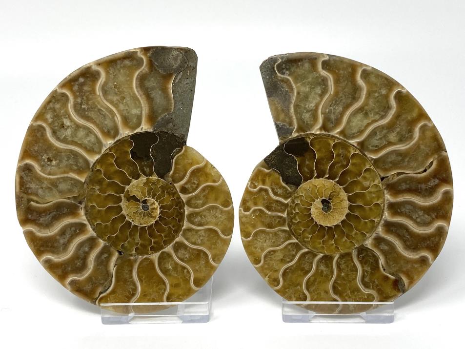 Ammonite-pair 10.2 cm wide | Image 1
