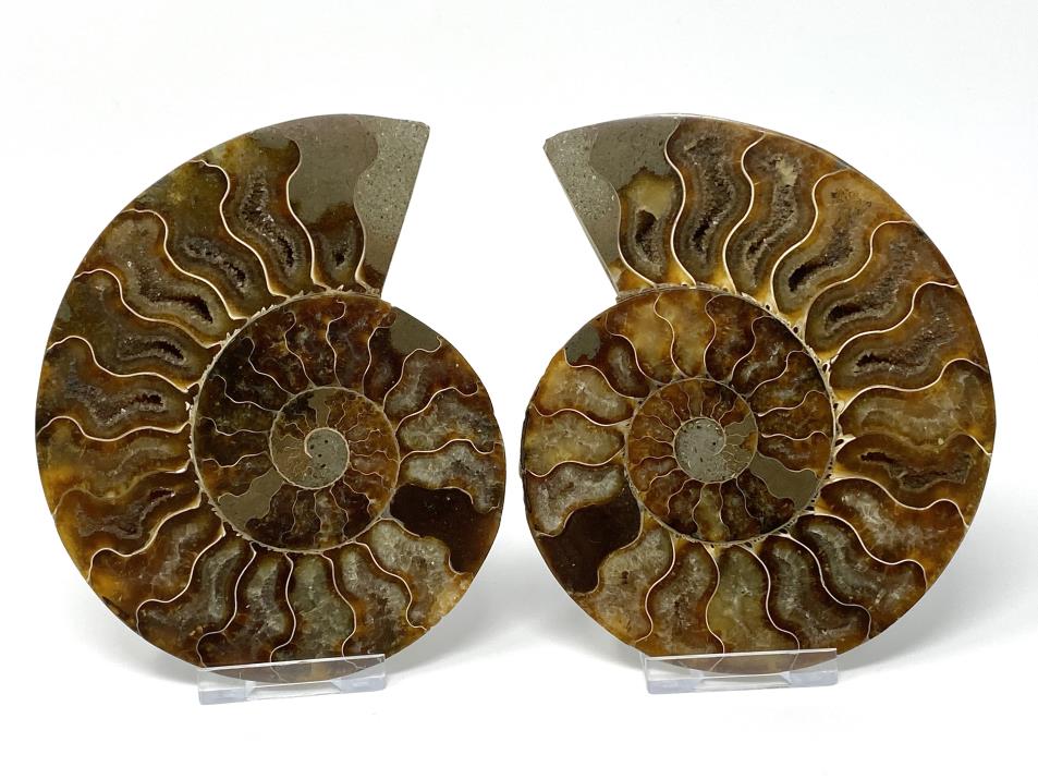 Ammonite Pair 12.9cm | Image 1
